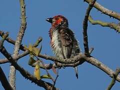 Vieillot's Barbet