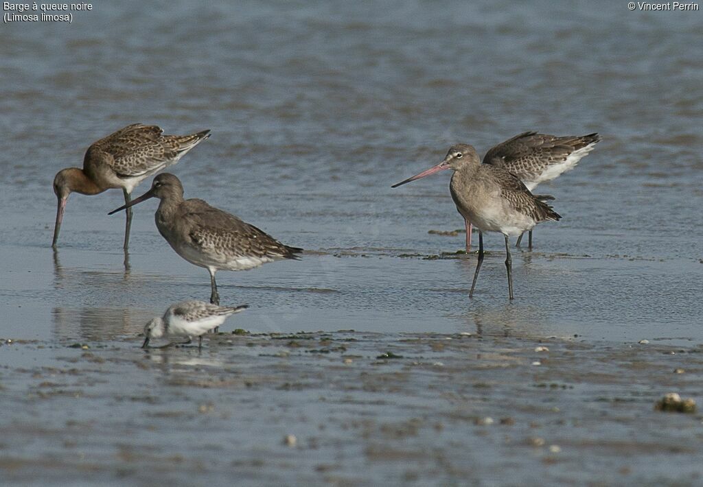 Black-tailed Godwit