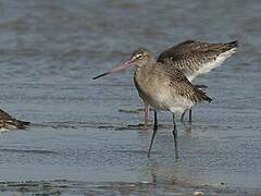 Black-tailed Godwit