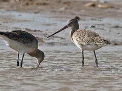 Black-tailed Godwit