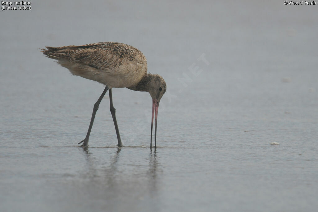 Marbled Godwit