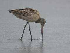 Marbled Godwit