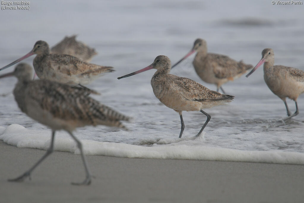 Marbled Godwit