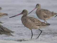 Marbled Godwit