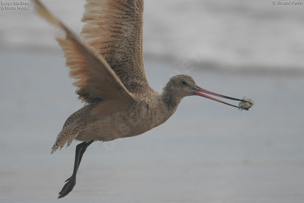 Marbled Godwit