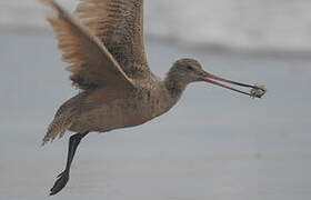 Marbled Godwit