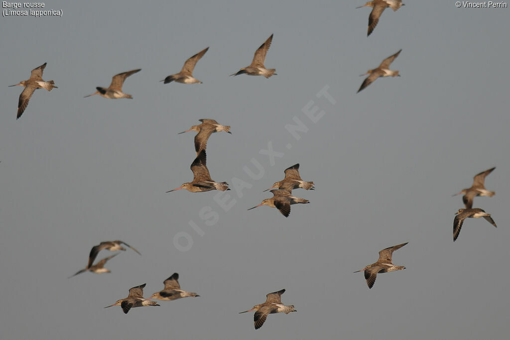 Bar-tailed Godwit