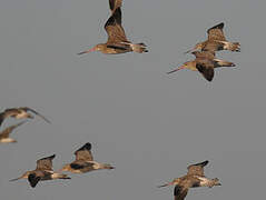 Bar-tailed Godwit