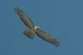 Pacific Baza