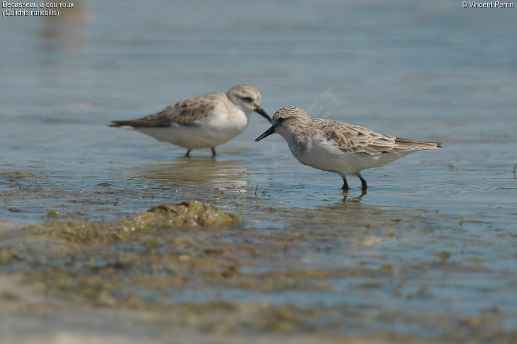 Red-necked Stint