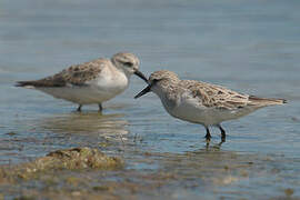 Red-necked Stint