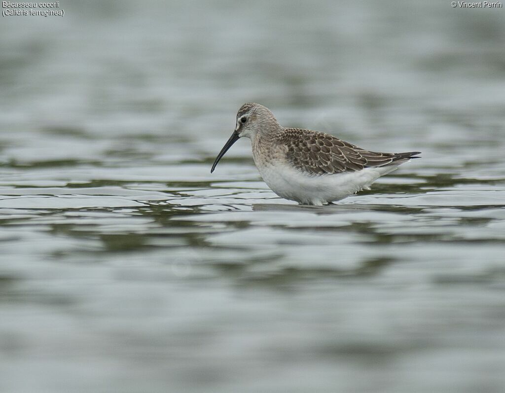 Curlew SandpiperFirst year