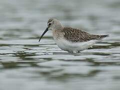 Curlew Sandpiper