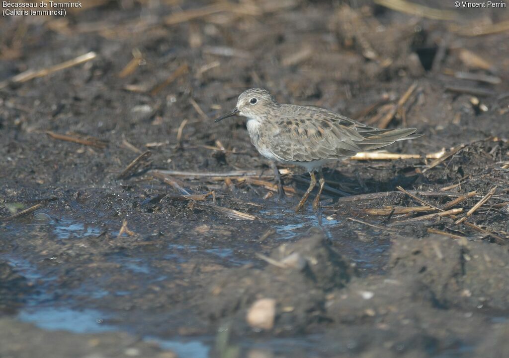 Temminck's Stint