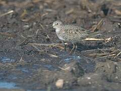 Temminck's Stint