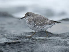 Red Knot