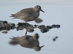 Red Knot