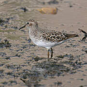 Least Sandpiper