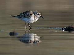 Little Stint