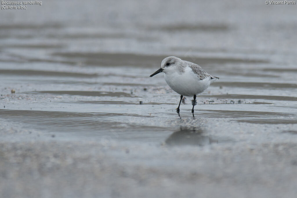 Bécasseau sanderling