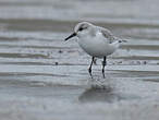 Bécasseau sanderling