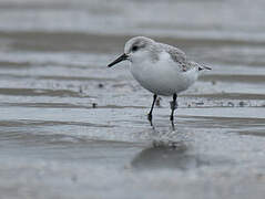 Sanderling