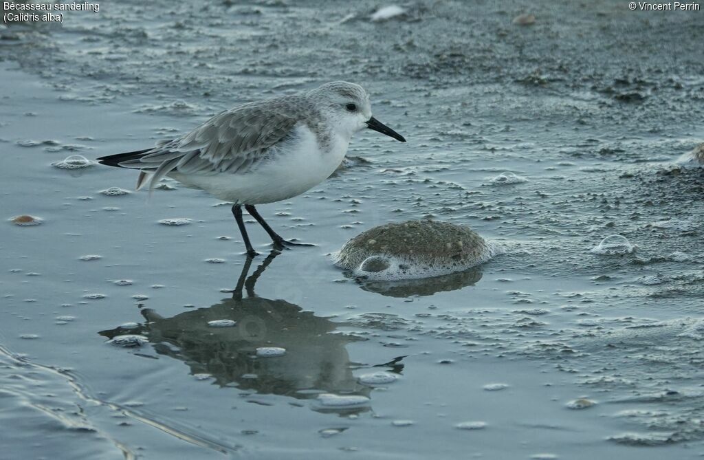 Sanderling, eats