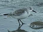 Bécasseau sanderling