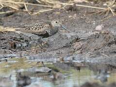 Dunlin