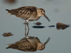 Dunlin