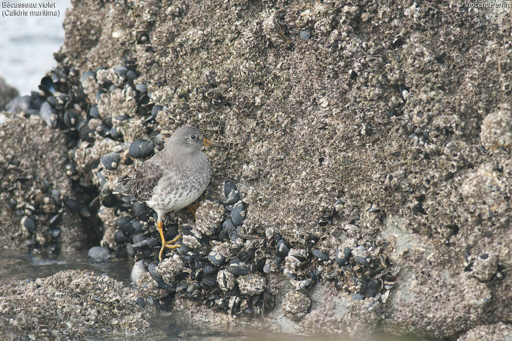 Purple Sandpiper