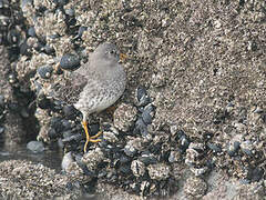 Purple Sandpiper