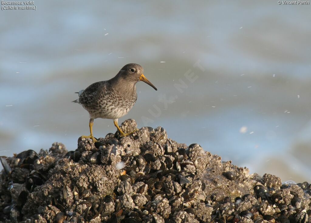 Purple Sandpiper