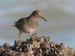 Purple Sandpiper