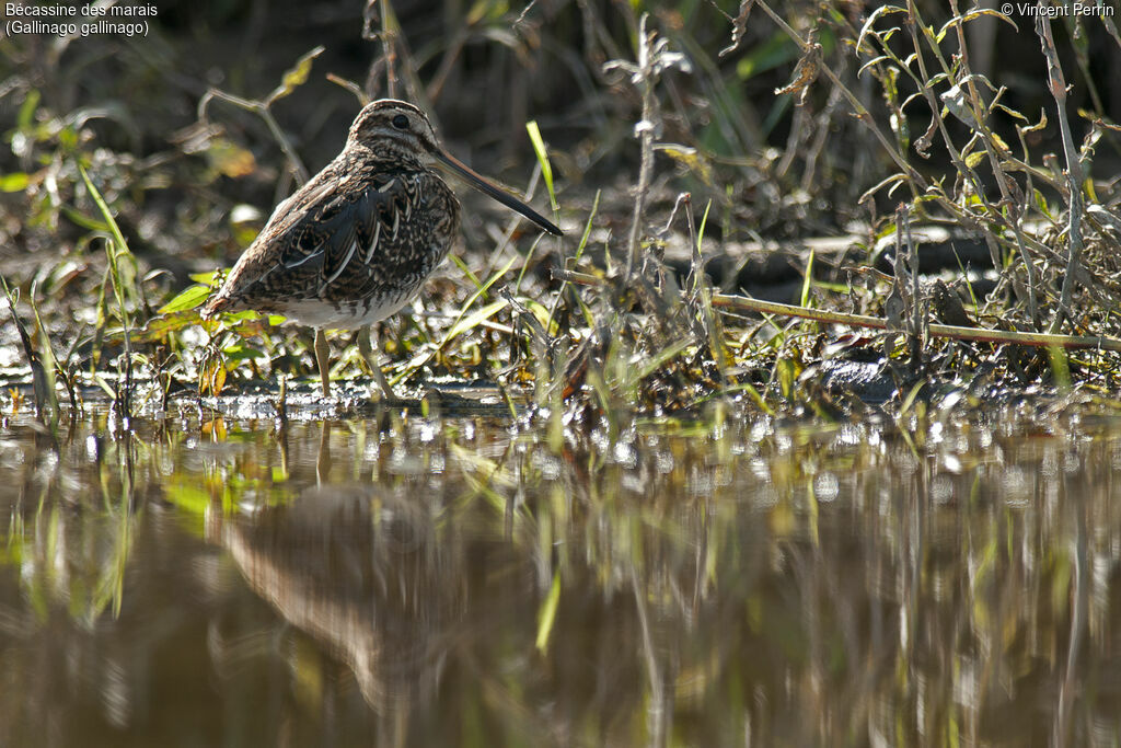 Common Snipe