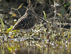 Common Snipe