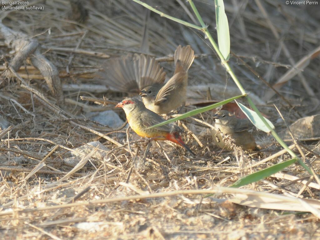 Orange-breasted Waxbill