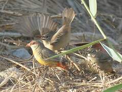 Orange-breasted Waxbill