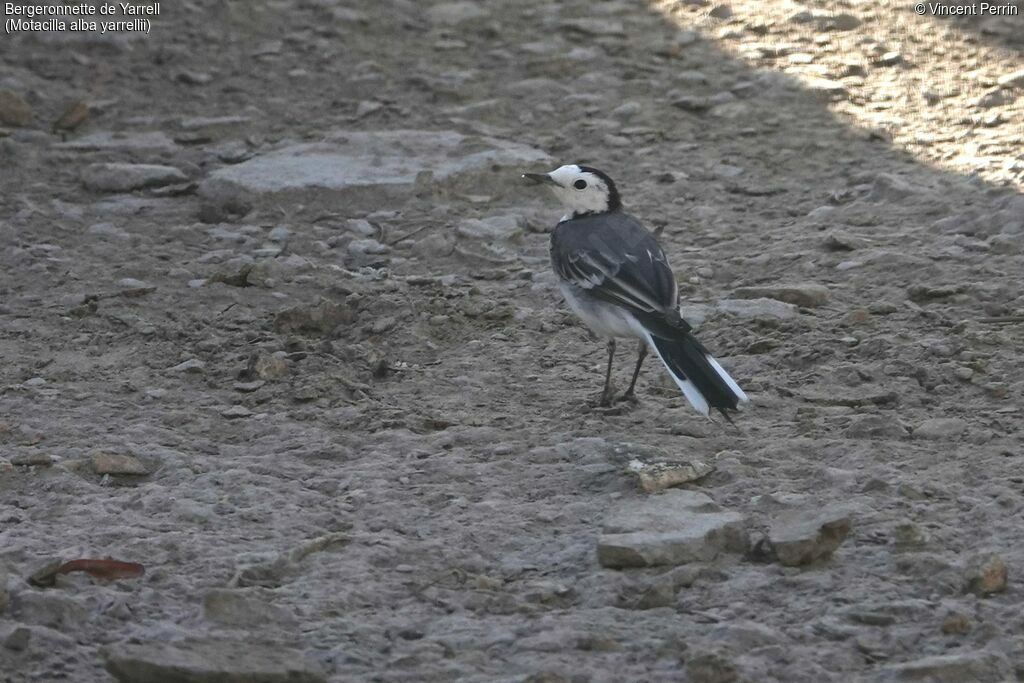 White Wagtail (yarrellii)