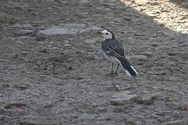 White Wagtail (yarrellii)