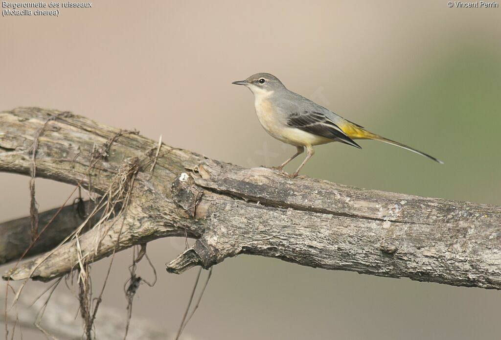 Grey Wagtailimmature