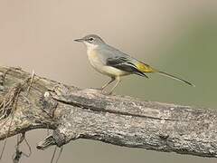 Grey Wagtail