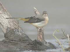 Grey Wagtail