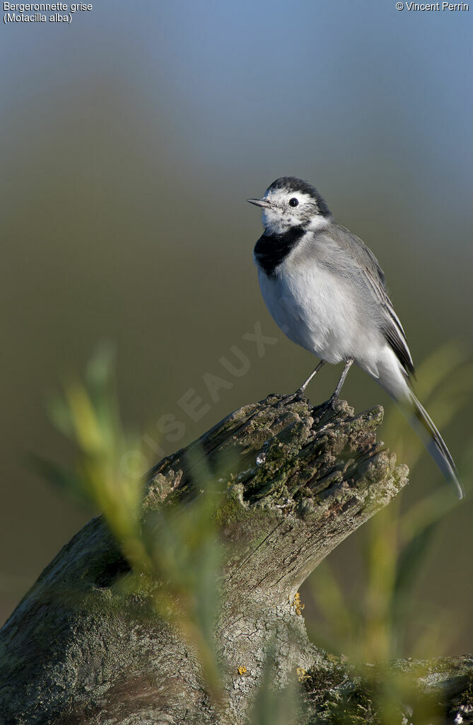 White Wagtailadult