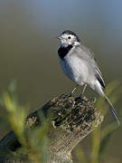 White Wagtail