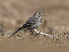 White Wagtail