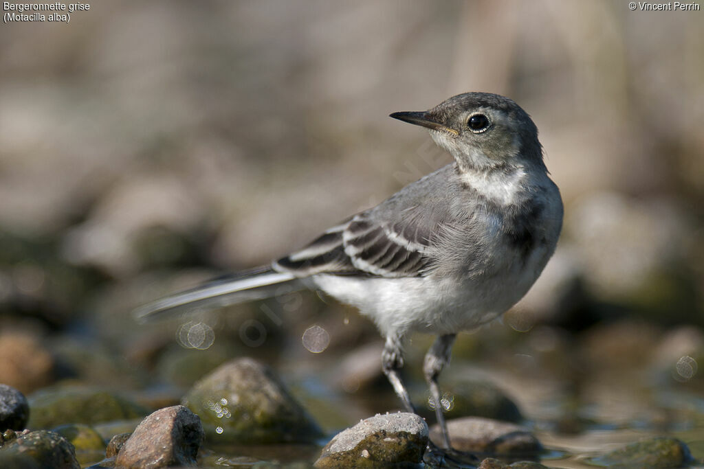 White WagtailFirst year