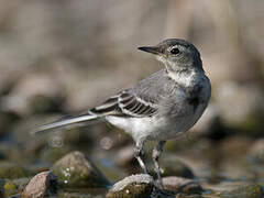 White Wagtail