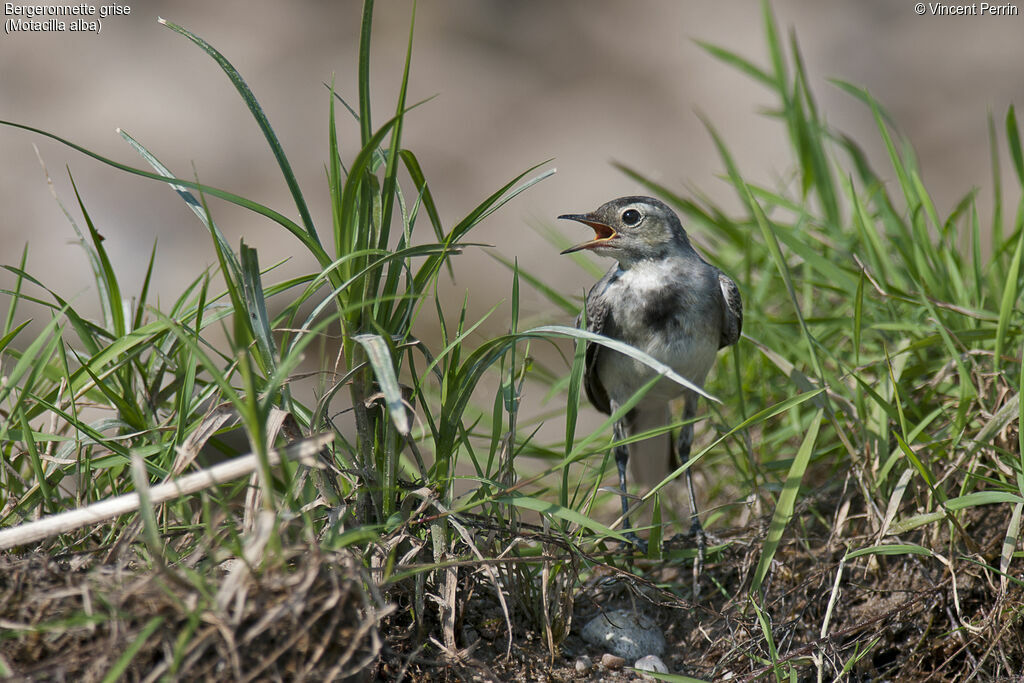 White WagtailFirst year