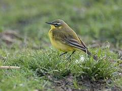 Western Yellow Wagtail